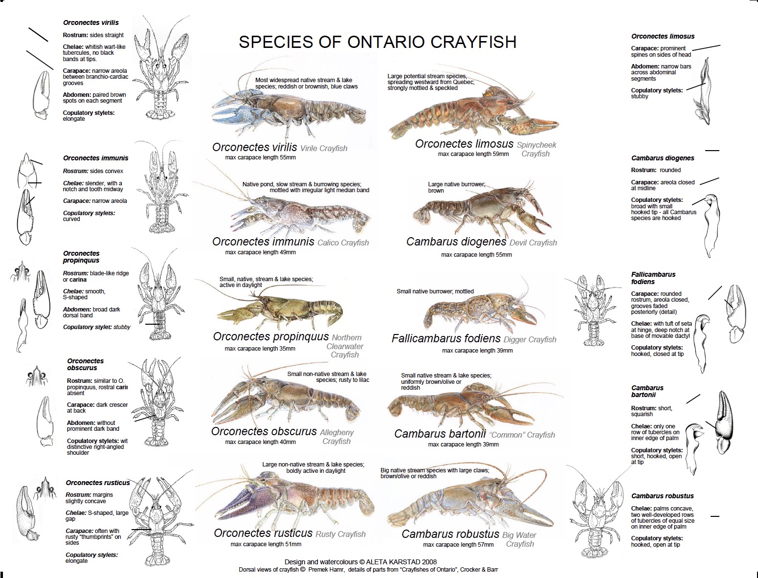 species of ontario crayfish